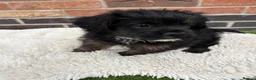 Mixed Breed dogs for sale: REDUCED LASY BOY! Fluffy frenchie cross - Advert 3