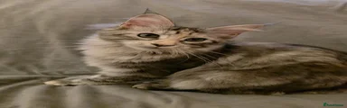 Maine Coon 2