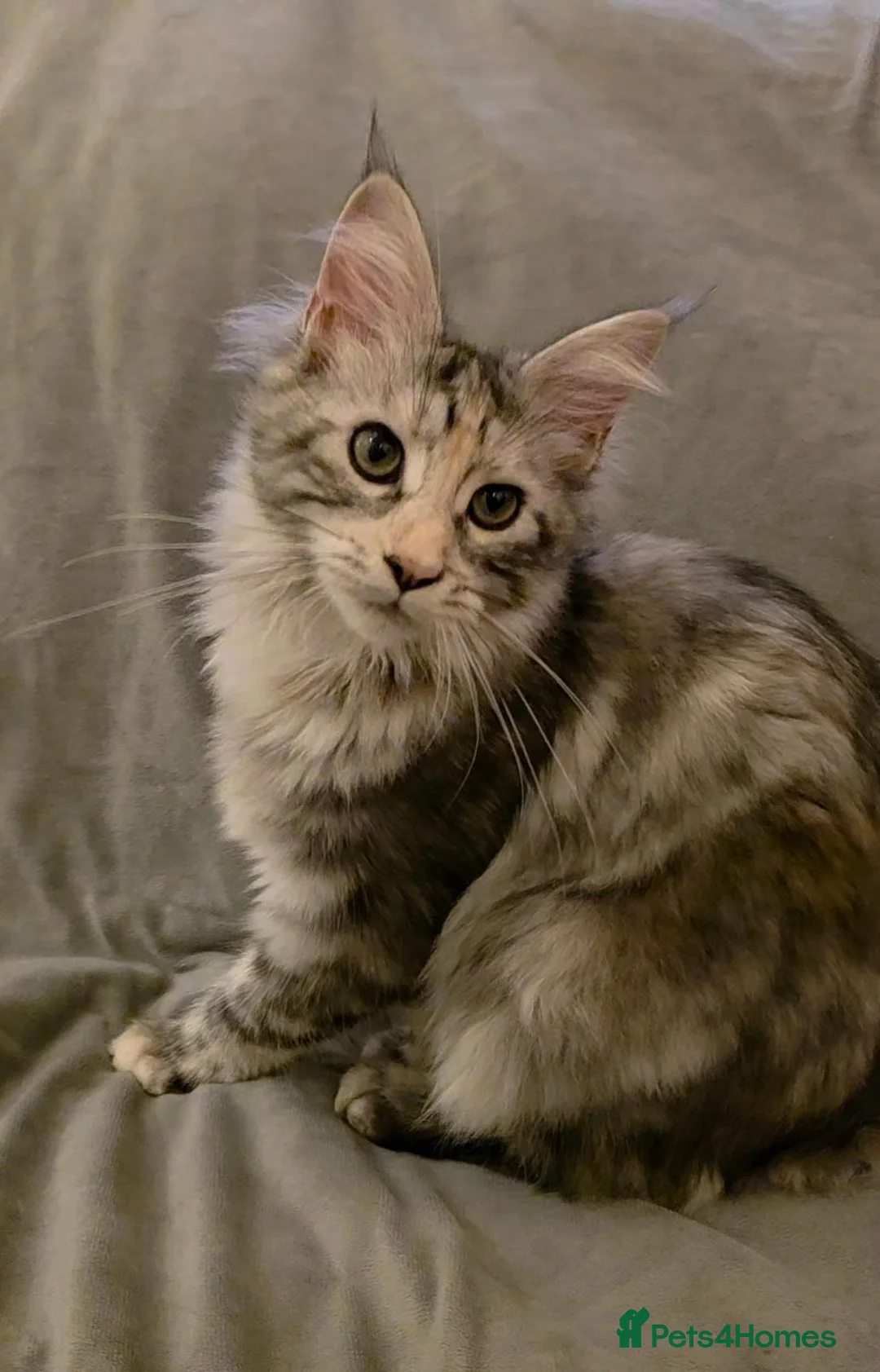 Maine Coon cats for sale: 🐾 Stunning GCCF registered Maine Coon kittens 💕 - Advert 13