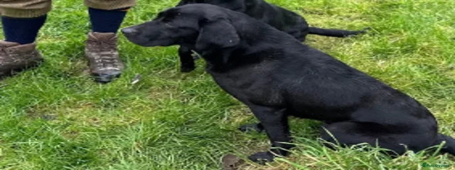 Apolloway Bones of Countryways