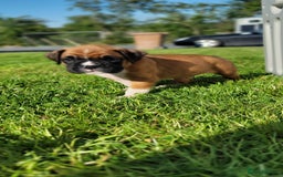 Boxer dogs for sale:   🐾 Champion Bloodline Boxer Puppies🐾 - Image 28