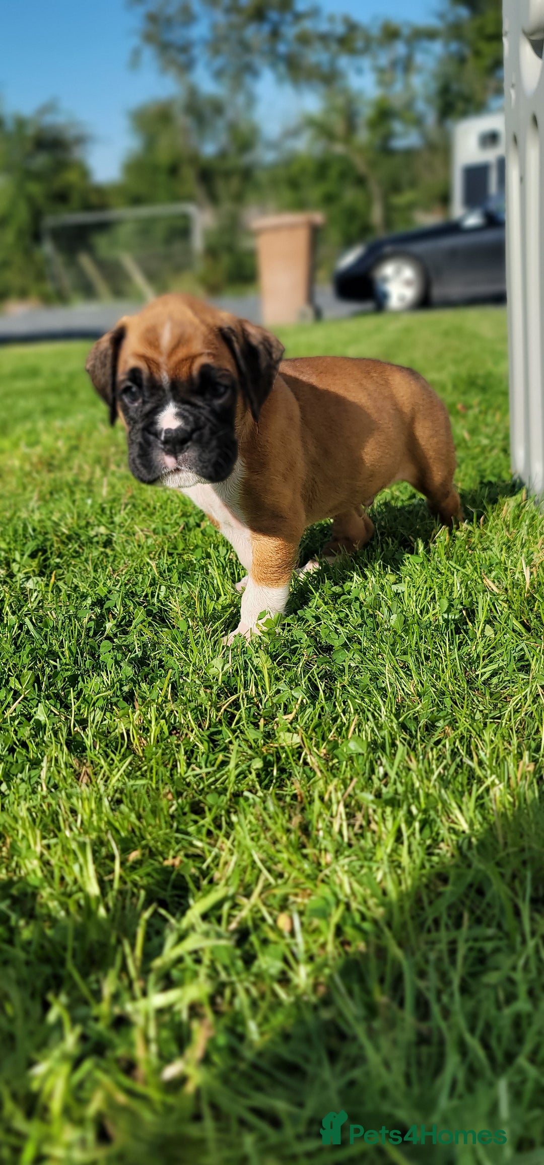 Boxer dogs for sale:   🐾 Champion Bloodline Boxer Puppies🐾 - Image 28