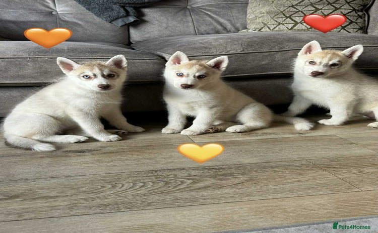 Siberian Husky dogs - Advert 6