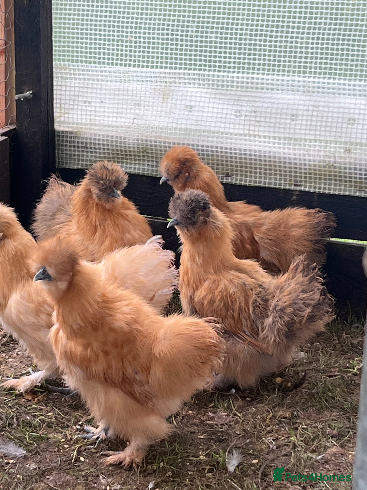 Chickens poultry Chickens for sale various breeds and ages - Advert 1