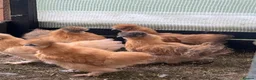 Chickens poultry for sale: Chickens for sale various breeds and ages - Advert 1
