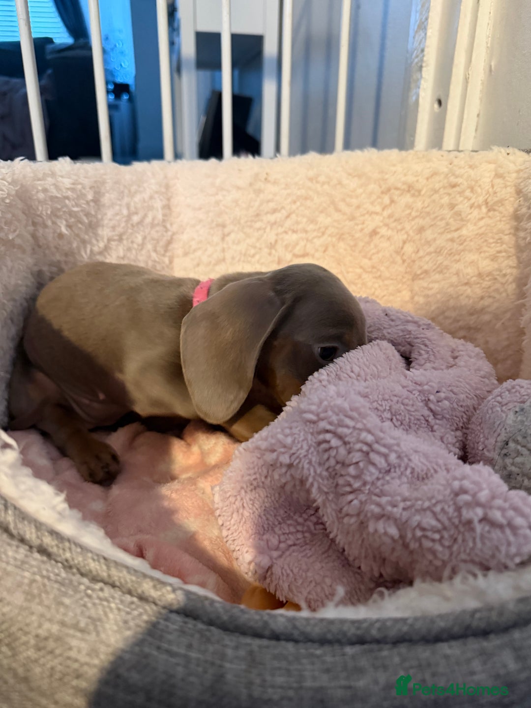 Miniature Dachshund dogs for sale: Miniature dachshund - Advert 6