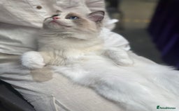 Ragdoll cats for sale: Adorable Ragdoll Kitten Fife Registered Breeder - Image 6