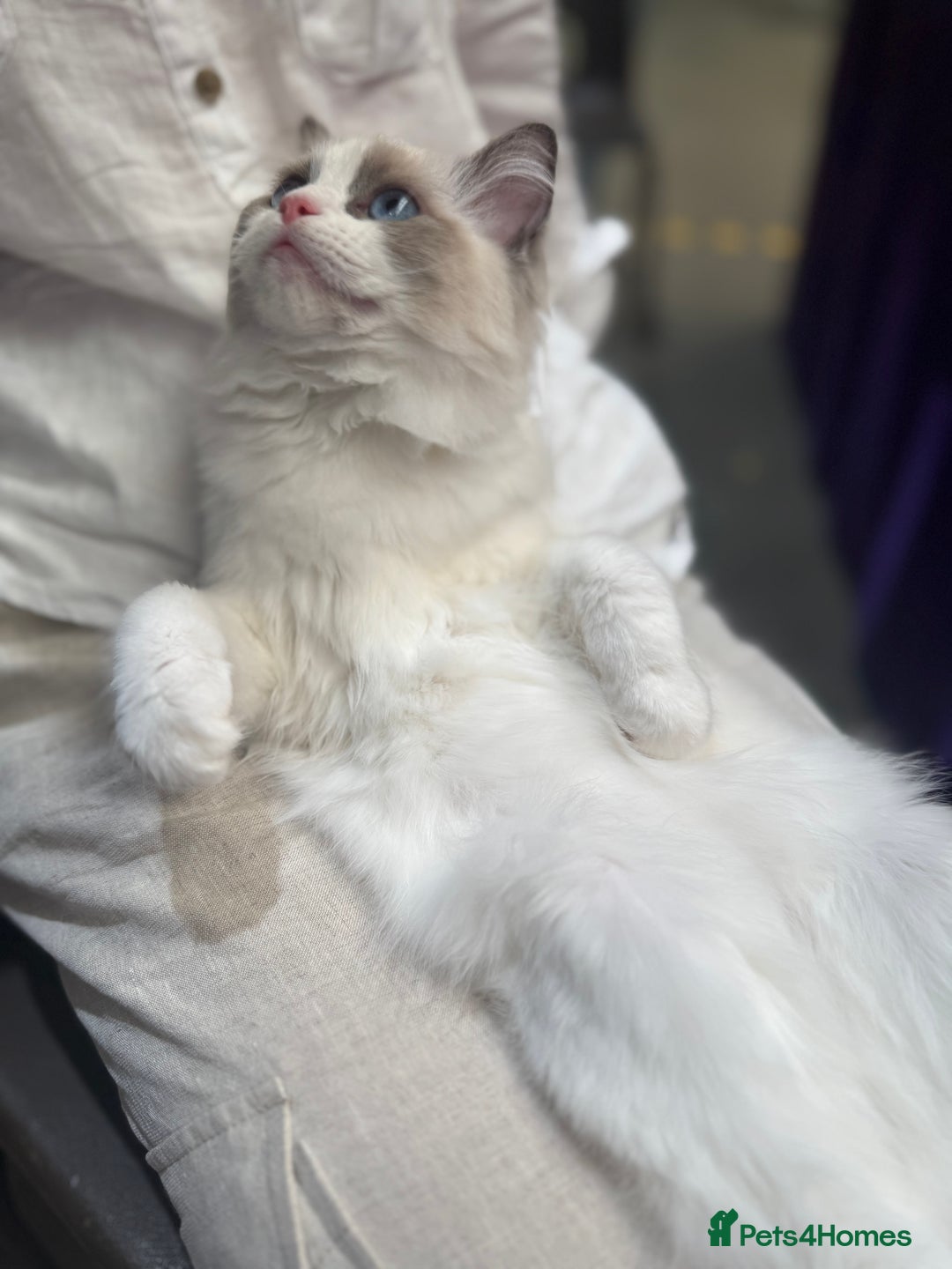 Ragdoll cats for sale: Adorable Ragdoll Kitten Fife Registered Breeder - Image 6