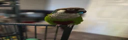 Conures birds for sale: Parley conure  - Advert 1