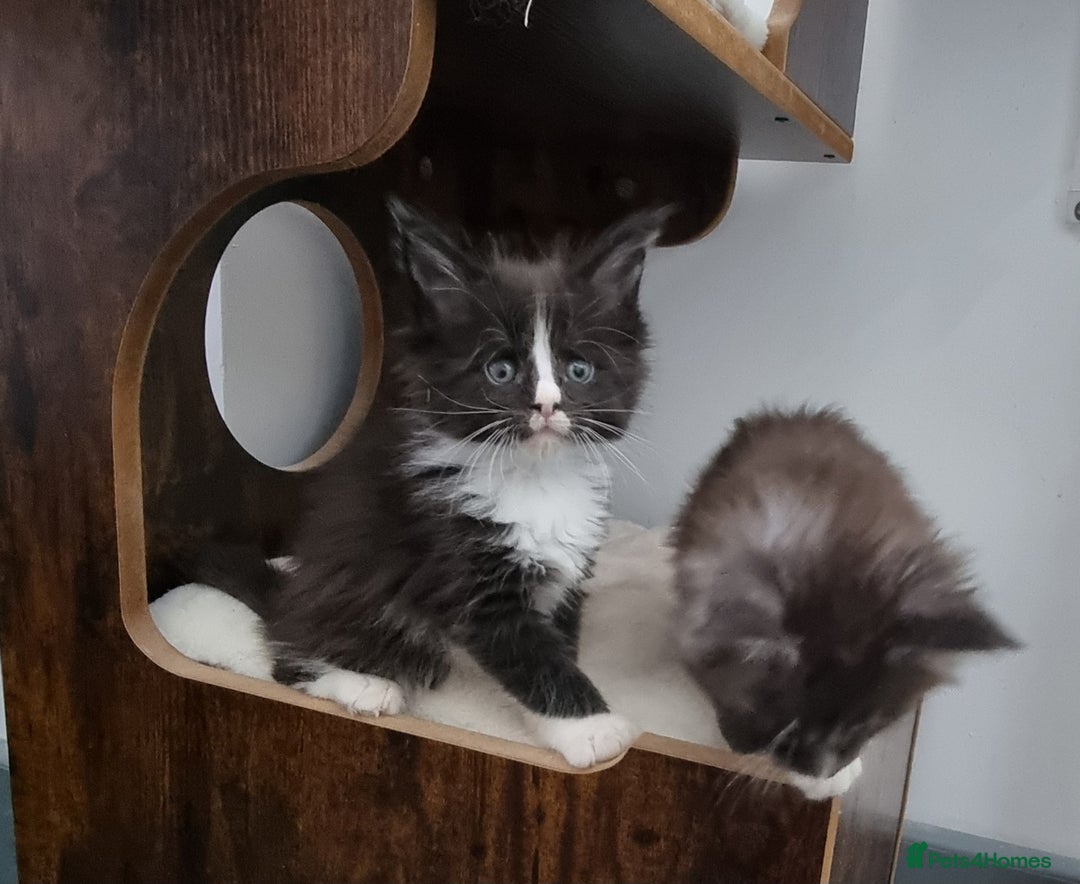 Maine Coon cats for sale: Pedigree GCCF Maine Coon Kitten available  - Image 19