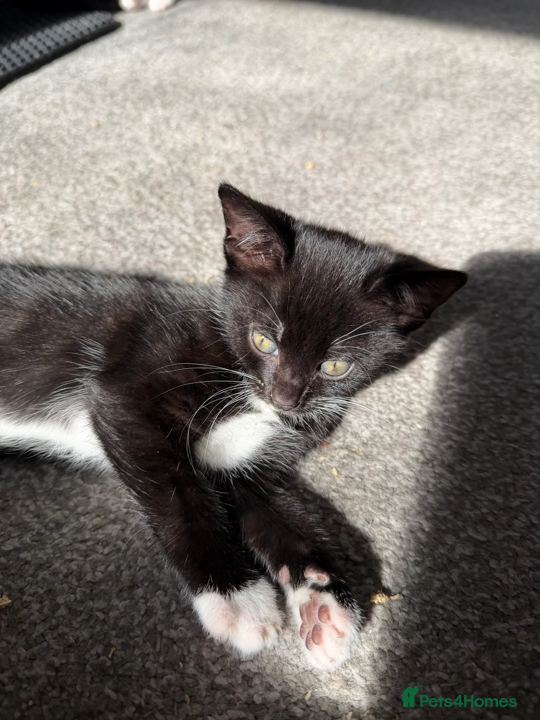 Domestic Shorthair cats for sale: Adorable Kittens Looking for Loving Homes 🐾 in Slough - Advert 2