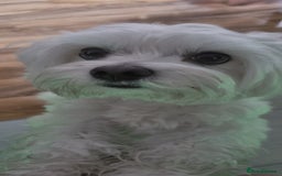 Maltese dogs for stud: KC Maltese for STUD £300 - Image 1