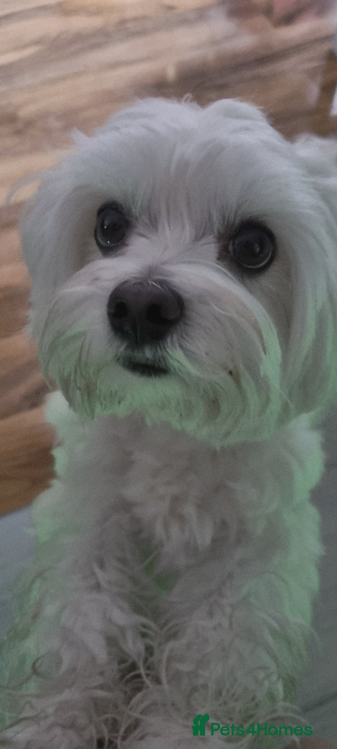 Maltese dogs for stud: KC Maltese for STUD £300 - Image 1