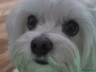 Maltese dogs KC Maltese proven for STUD £200 - Advert 2