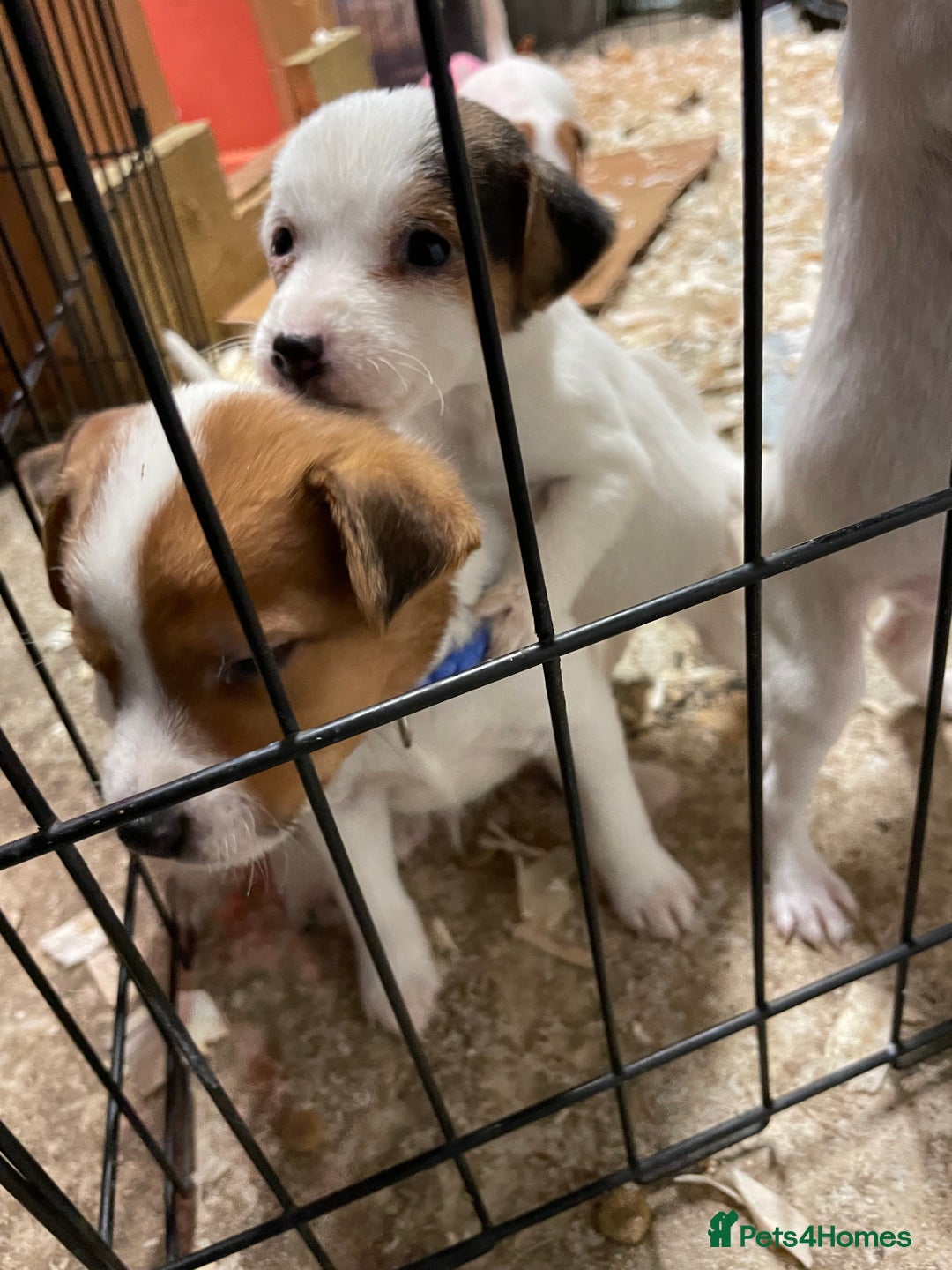 Jack Russell dogs for sale: 5 lovely Jack Russell puppies  - Advert 13