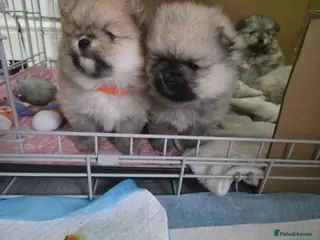 Pomeranian dogs Pomeranian puppies for sale 🐶🐾 - Advert 7