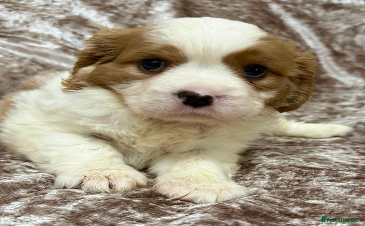 Cavalier King Charles Spaniel dogs - Advert 4