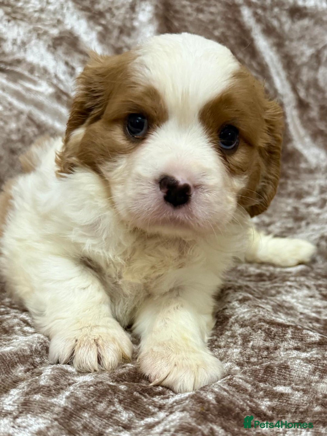 Cavalier King Charles Spaniel dogs for sale: BEAUTIFUL CAVALIER PUPPIES READY TO LEAVE! - Image 1