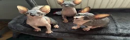 Sphynx cats for sale: Sphynx 2 girls 2 boys Blue  - Advert 3