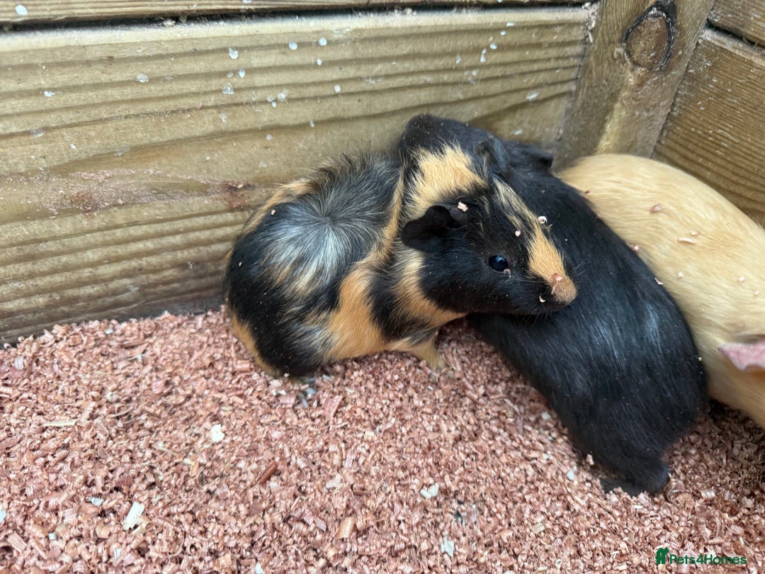 Guinea Pig rodents for sale: Baby girl guinea pigs  - Advert 1