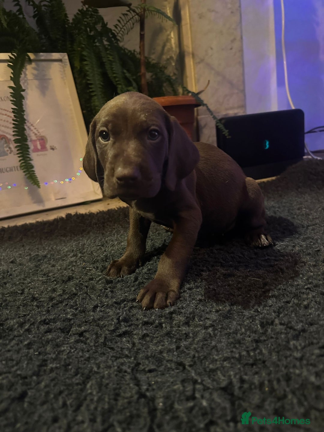 German Shorthaired Pointer dogs for sale: German shorthaired pointer pups - Advert 21