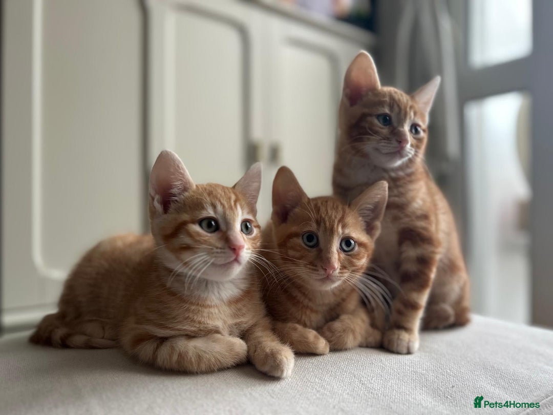 British Shorthair cats for sale: British Shorthair kittens for sale  - Advert 1