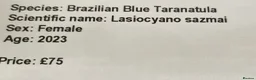 Tarantulas invertebrates for sale: Brazilian blue FEMALE 3 years old in Eastleigh - Advert 6