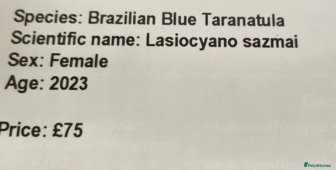 Tarantulas invertebrates for sale: Brazilian blue FEMALE 3 years old in Eastleigh - Advert 6