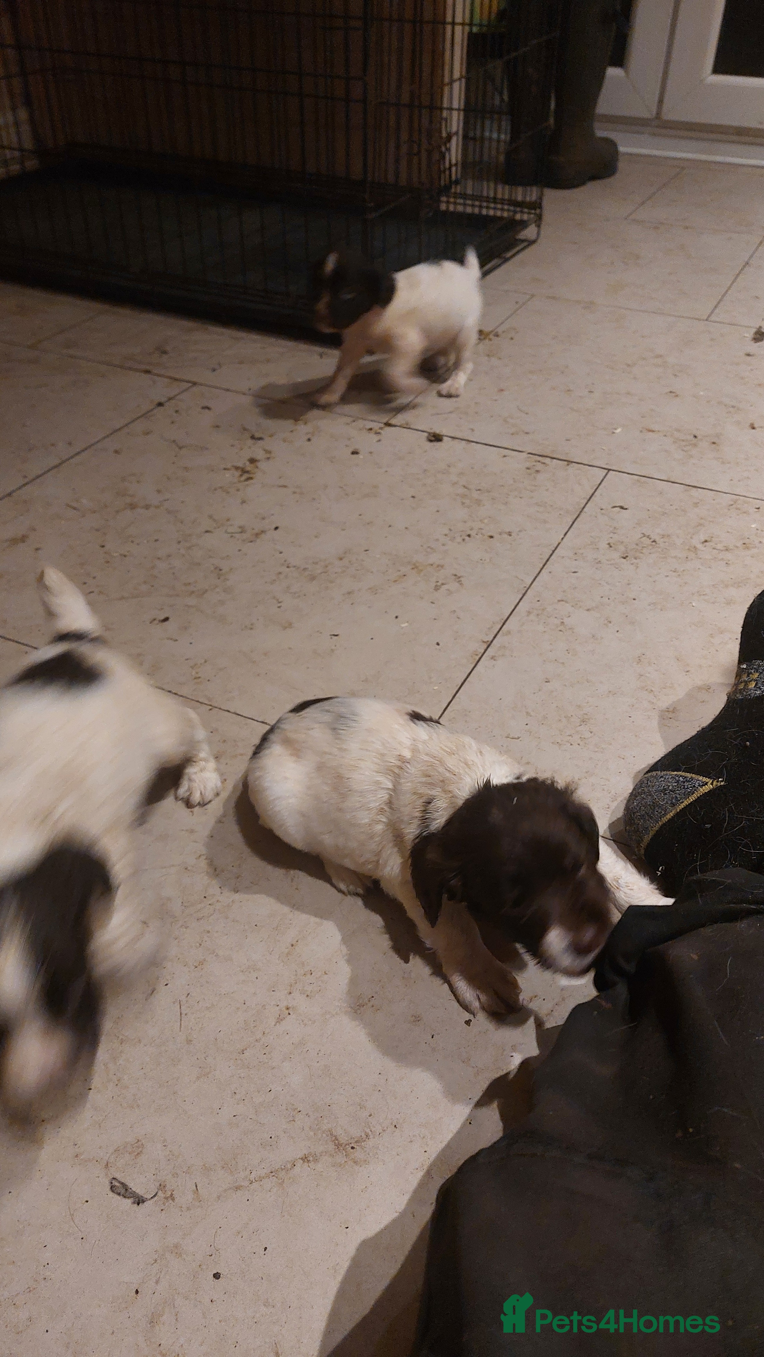 English Springer Spaniel dogs Springer spaniel pups  - Advert 2
