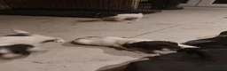English Springer Spaniel dogs for sale: Springer spaniel pups  in Kettering - Advert 2