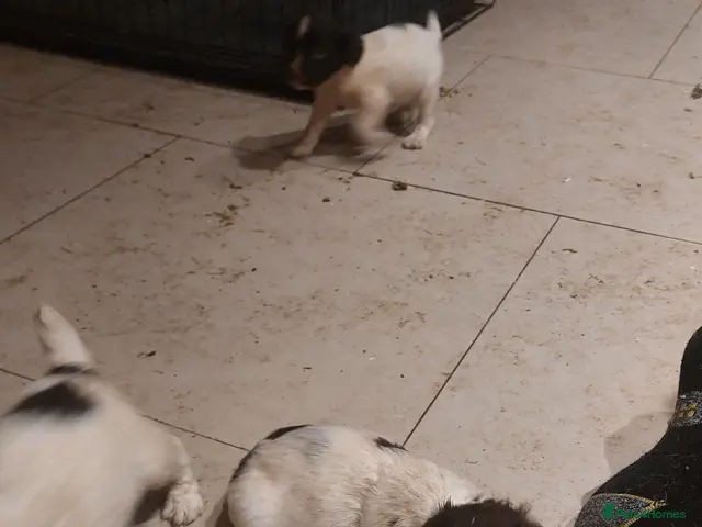 English Springer Spaniel dogs for sale: Springer spaniel pups - Advert 2