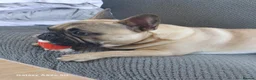 French Bulldog dogs for stud: 🐕🐕KC REG RONNIE FOR STUD 🐶🐶  - Advert 7