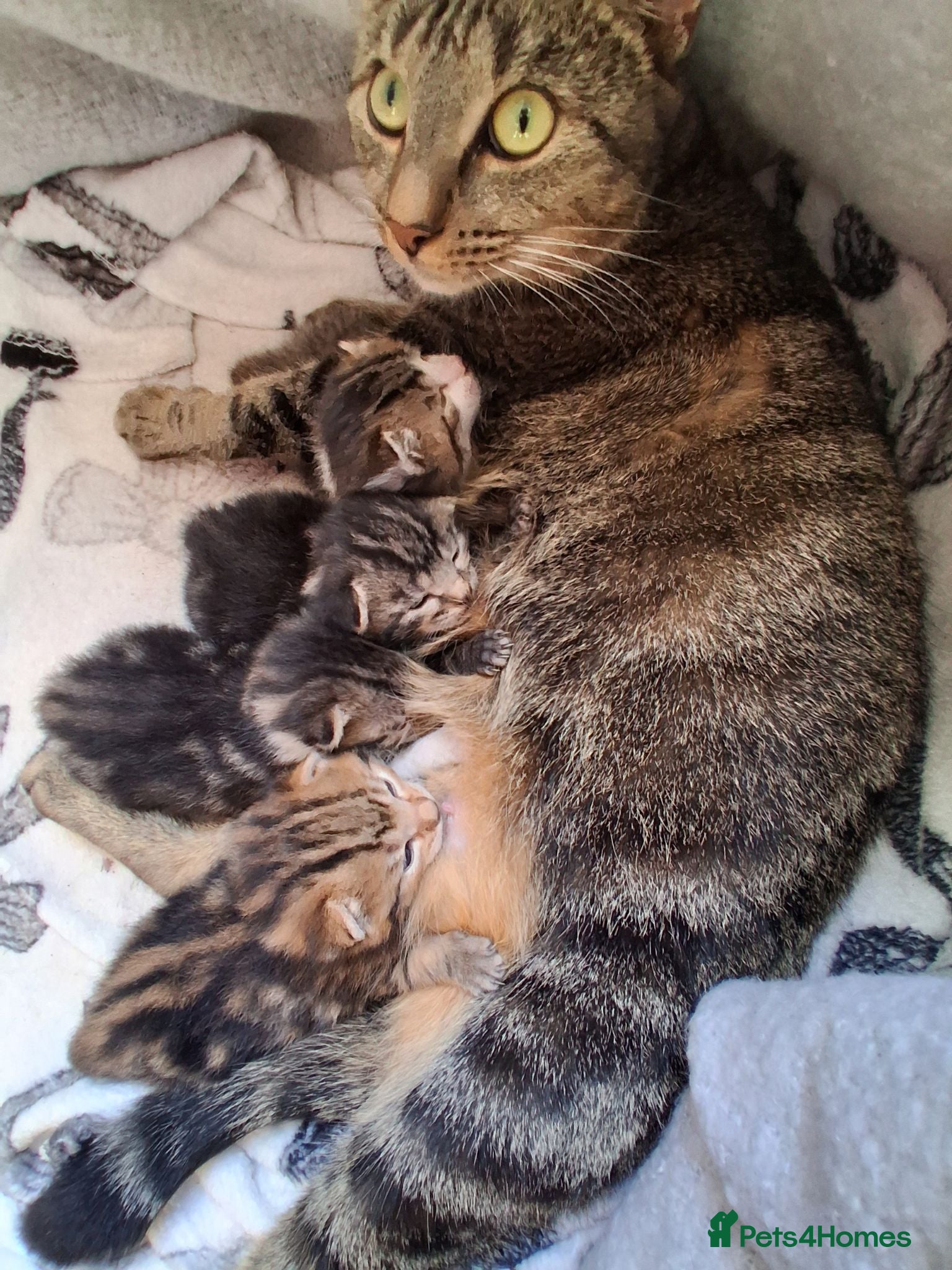 Mixed Breed cats Beautiful tabby kittens  - Advert 1