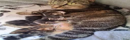 Mixed Breed cats for sale: Beautiful tabby kittens  in Swansea - Advert 1
