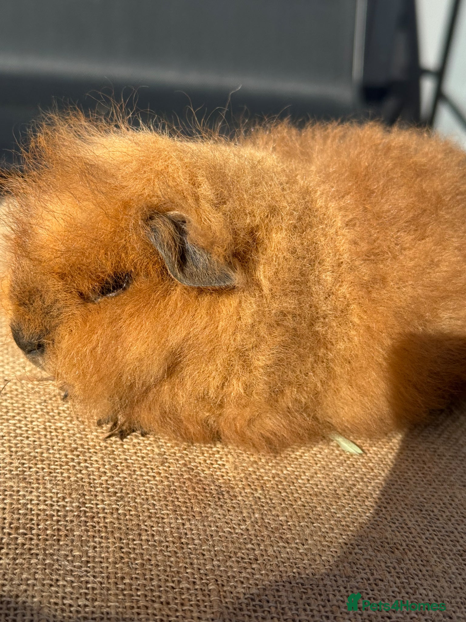 Guinea Pig rodents Stunning boars - Advert 7