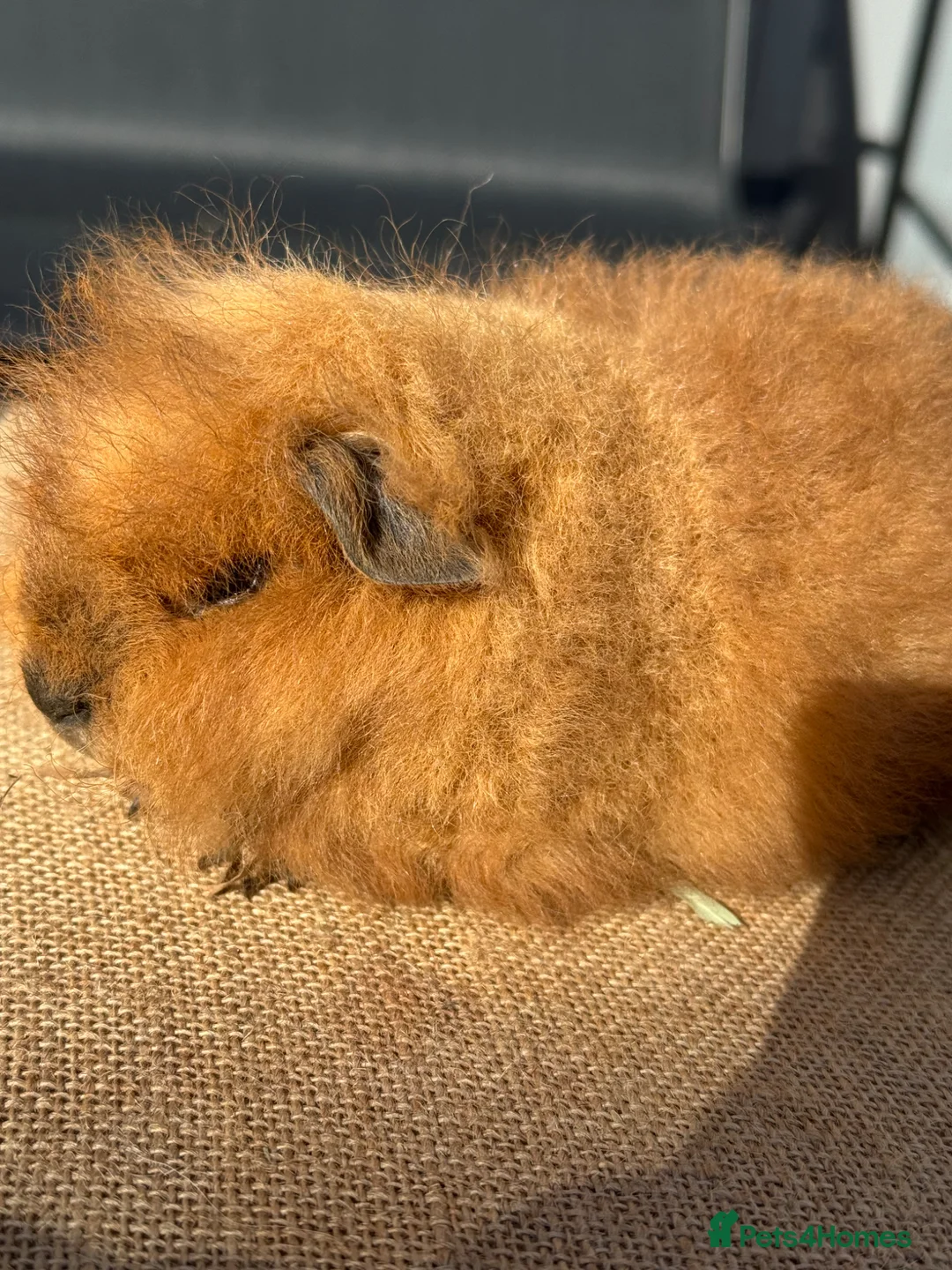 Guinea Pig rodents for sale: Stunning boars - Advert 1