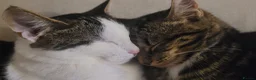 Mixed Breed cats for sale: 2 male kittens 1 female kitten - Advert 1