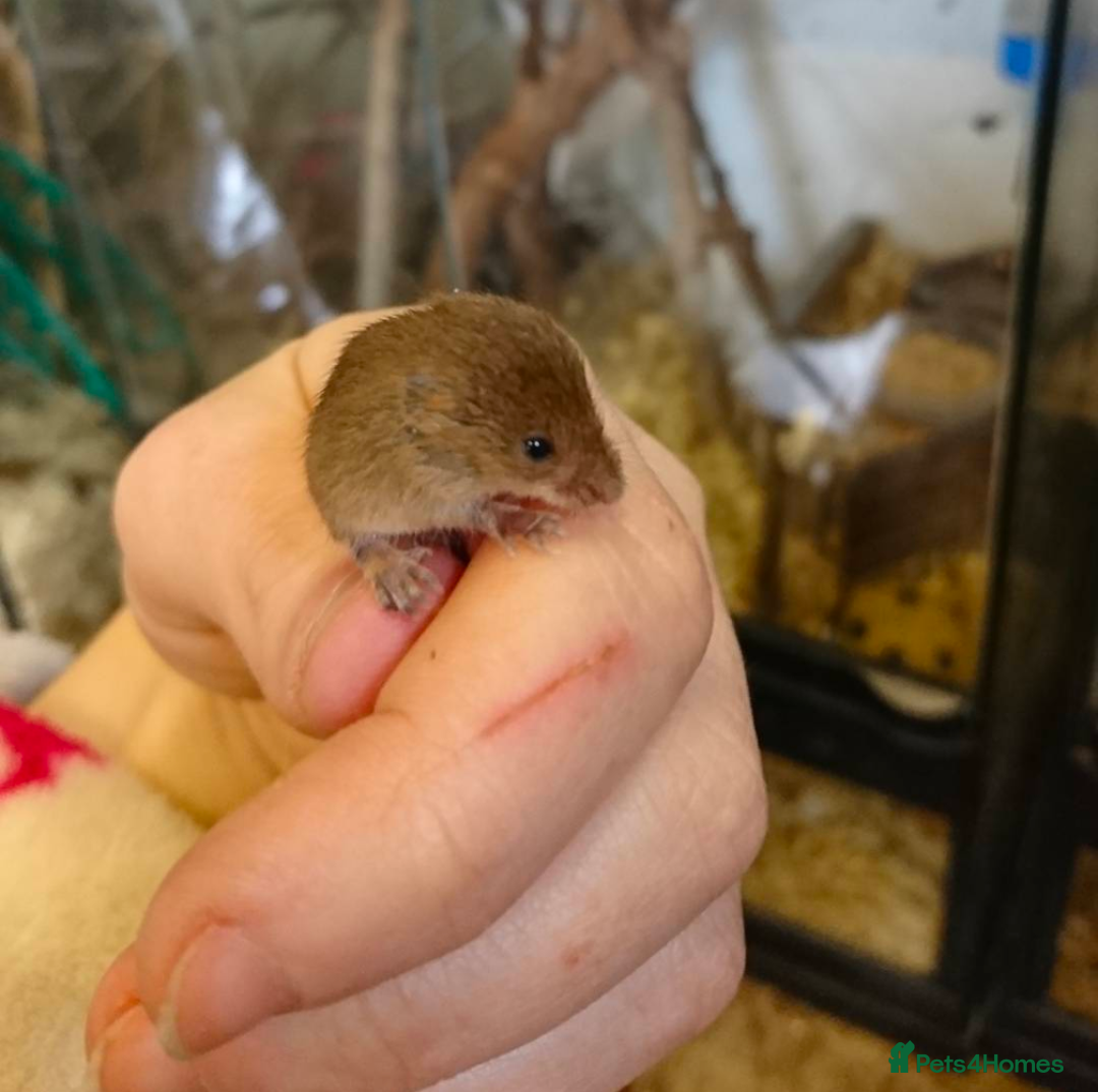 Mouse rodents for sale: Harvest Mice for Sale  - Advert 3