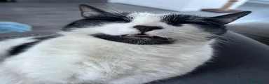 Bella
