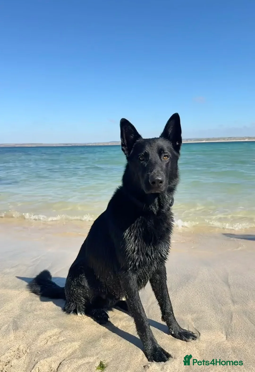 German Shepherd dogs for stud: Stunning black GSD - exceptional health and temper - Advert 17