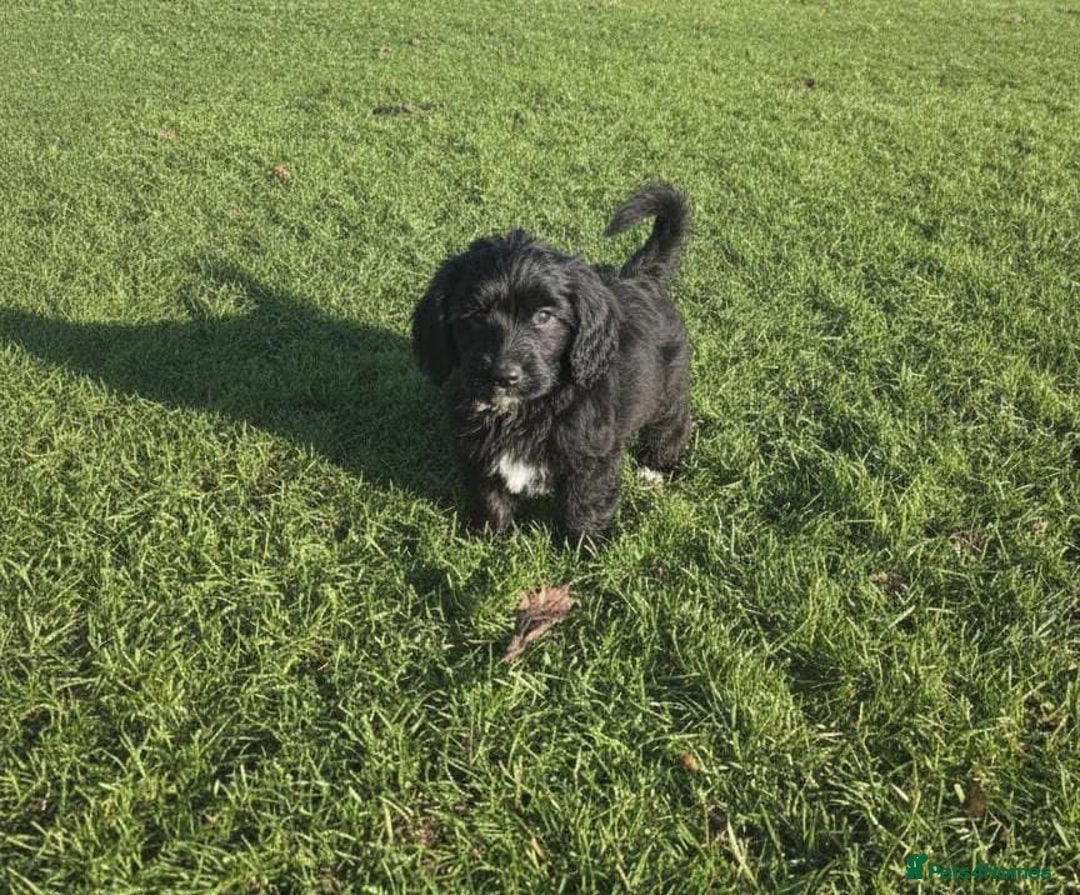 Maltipoo dogs for sale: Maltipoo puppies  - Advert 4