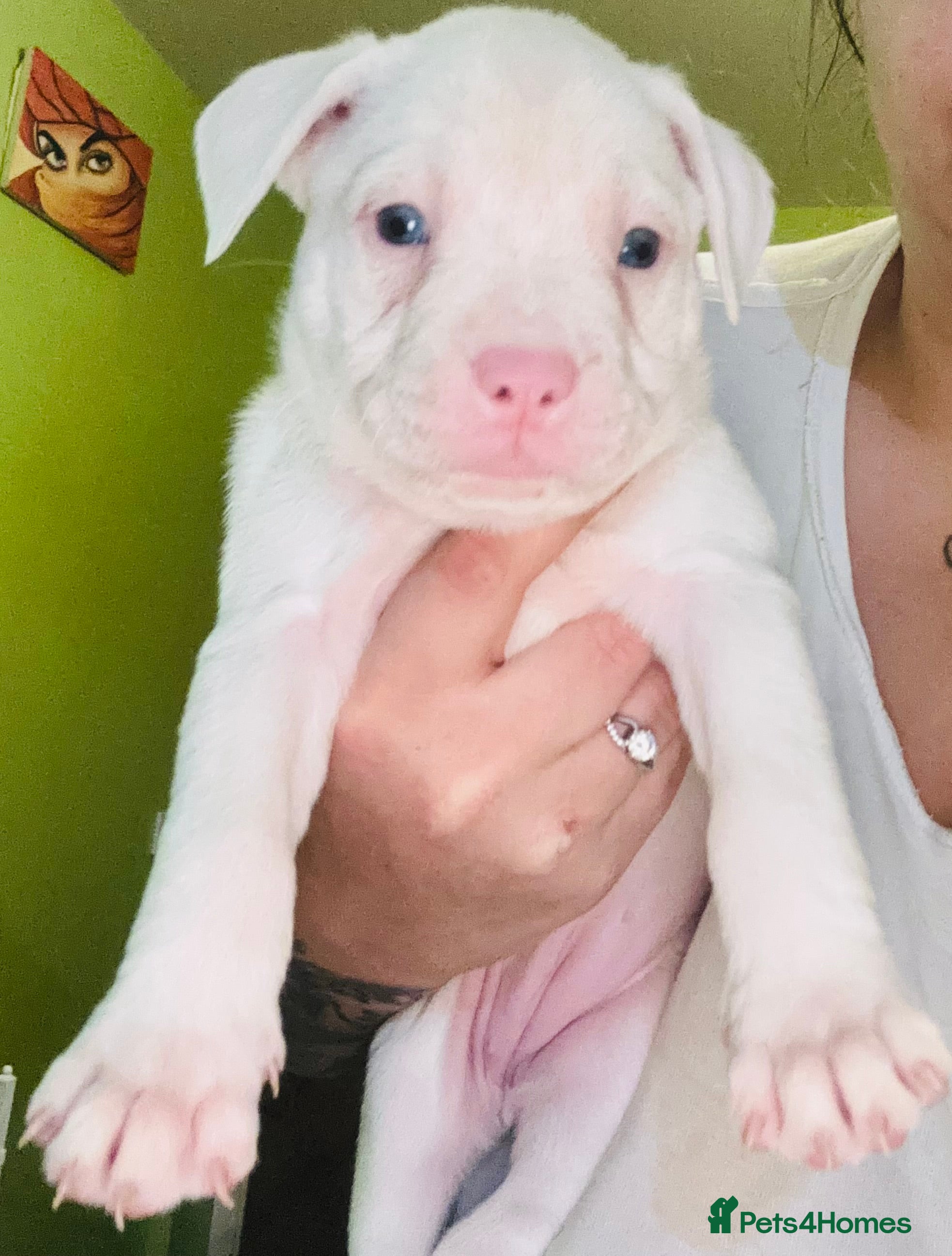 Staffordshire Bull Terrier dogs Beautiful Puppies Are  Looking For New Home :) - Advert 2