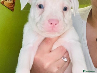Staffordshire Bull Terrier dogs Beautiful Puppies Are Looking For New Home :) - Advert 2