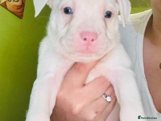Staffordshire Bull Terrier dogs Beautiful Puppies Are Looking For New Home :) - Advert 7