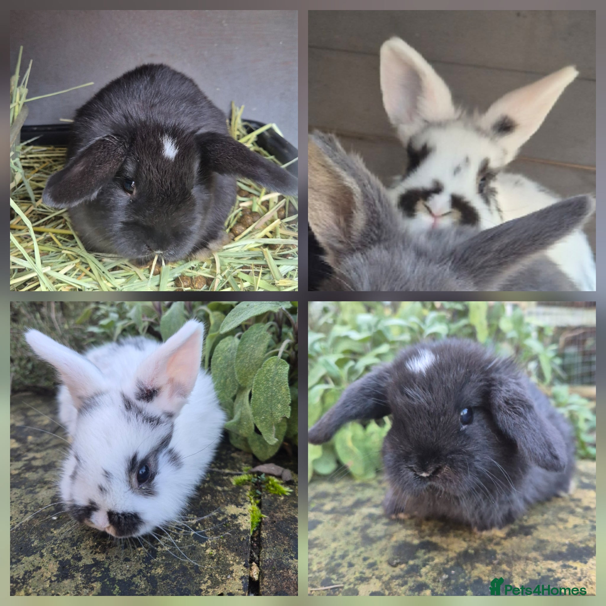 Mini Lop rabbits Mini Lops Ready Now - Advert 17