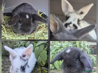 Mini Lop rabbits Mini Lops Ready Now - Advert 17