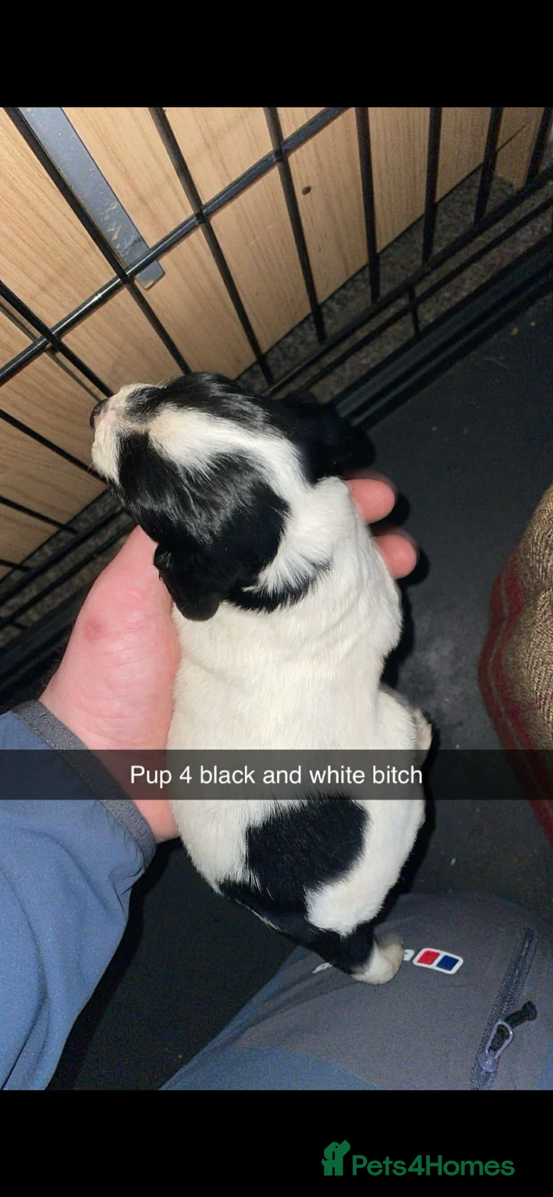 Cocker Spaniel dogs for sale: Roan cocker spaniel puppies  - Advert 9