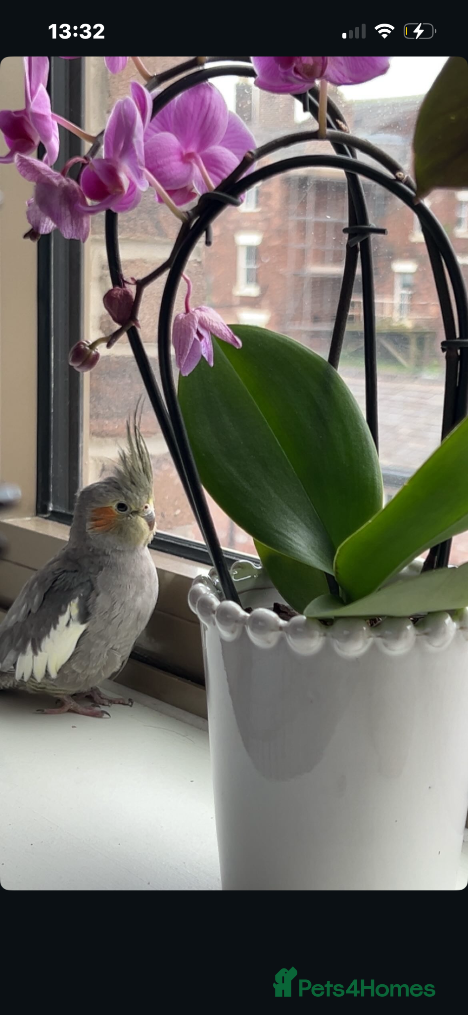 Cockatiels birds Female cockatiel for sale  - Advert 1