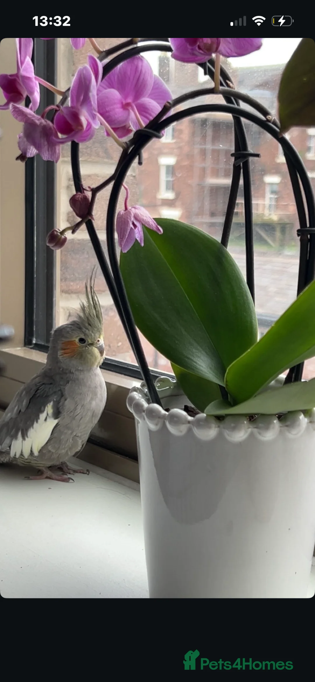 Cockatiels birds for sale: Female cockatiel for sale  in Liverpool - Advert 1