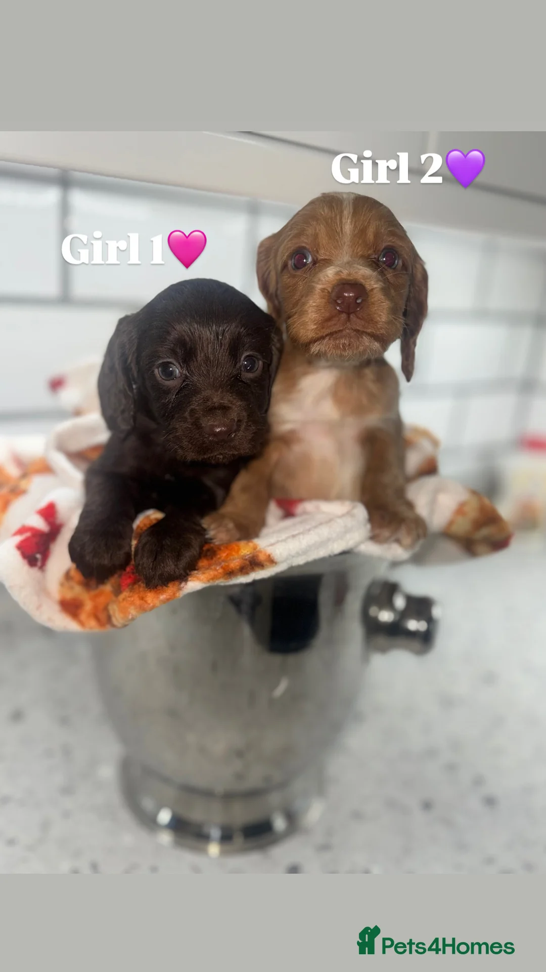 Cocker Spaniel dogs for sale: Cocker Spaniel Puppies.  - Advert 8